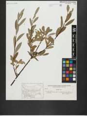 Foto von Salix alba L.